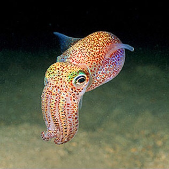 sassysquid